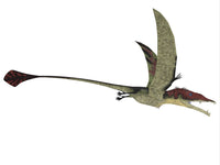 Eudimorphodon Triassic Period Flying Reptile Poster Print