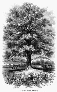 Botany: Black Walnut Tree Wood Engraving Print from 1862