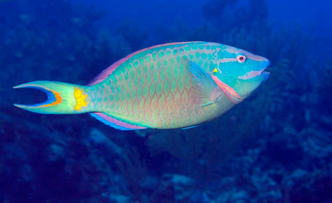 Stoplight Parrotfish on Caribbean Reef Fine Art Print by Karen Doody
