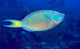 Stoplight Parrotfish on Caribbean Reef Fine Art Print by Karen Doody