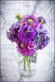 Marbled Purple Dahlia Fine Art Print by Lorna Rande | Design Pics