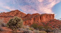Cholla Cactus and Red Rocks at Sunrise Fine Art Print - St. George, Utah