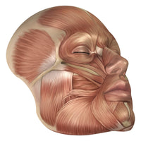 Anatomy of Human Face Muscles Fine Art Print - StockTrek Images