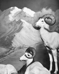 Dall Sheep Taxidermy Print from the American Museum of Natural History