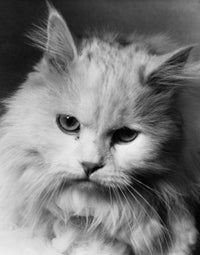 Close-Up Fluffy Cat Fine Art Print | Posterazzi