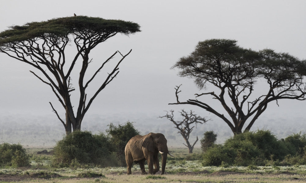 Elephant and Umbrella Thorn Acacia Trees in Amboseli National Park Fine Art Print by Jaynes Gallery