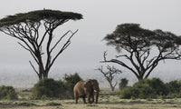 Elephant and Umbrella Thorn Acacia Trees in Amboseli National Park Fine Art Print by Jaynes Gallery