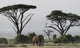 Elephant and Umbrella Thorn Acacia Trees in Amboseli National Park Fine Art Print by Jaynes Gallery