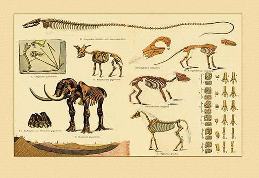Early Mammals Fossil Collection Fine Art Print