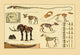 Early Mammals Fossil Collection Fine Art Print