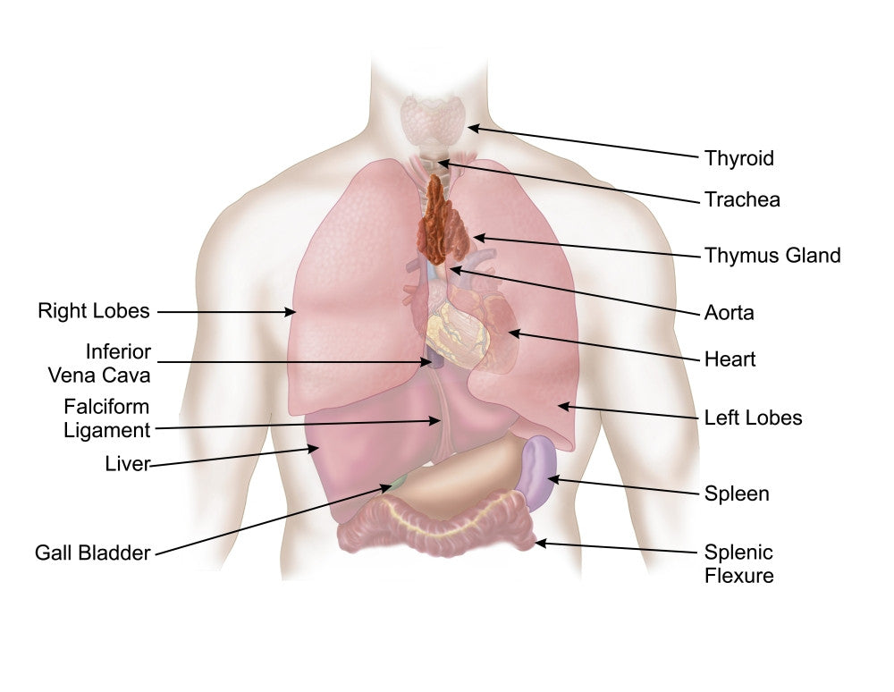 Biomedical Illustration of Human Respiratory and Digestive System Poster Print