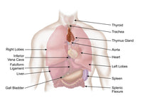 Biomedical Illustration of Human Respiratory and Digestive System Poster Print
