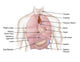 Biomedical Illustration of Human Respiratory and Digestive System Poster Print