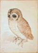 The Screech Owl Fine Art Print by Albrecht Durer - Multiple Sizes