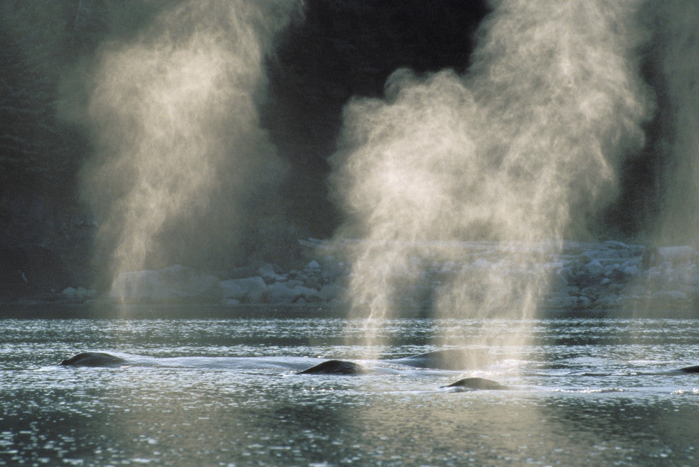 Humpback Whales Surfacing in Alaska's Tongass National Forest Fine Art Print
