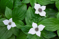 Bunchberry (Cornus canadensis) Fine Art Print by Alan Majchrowicz - 24x18