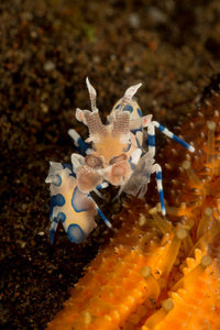 Blue and White Harlequin Shrimp Fine Art Print by Mathieu Meur