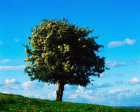 White Hawthorn Tree Fine Art Print - Perfect for Home & Office
