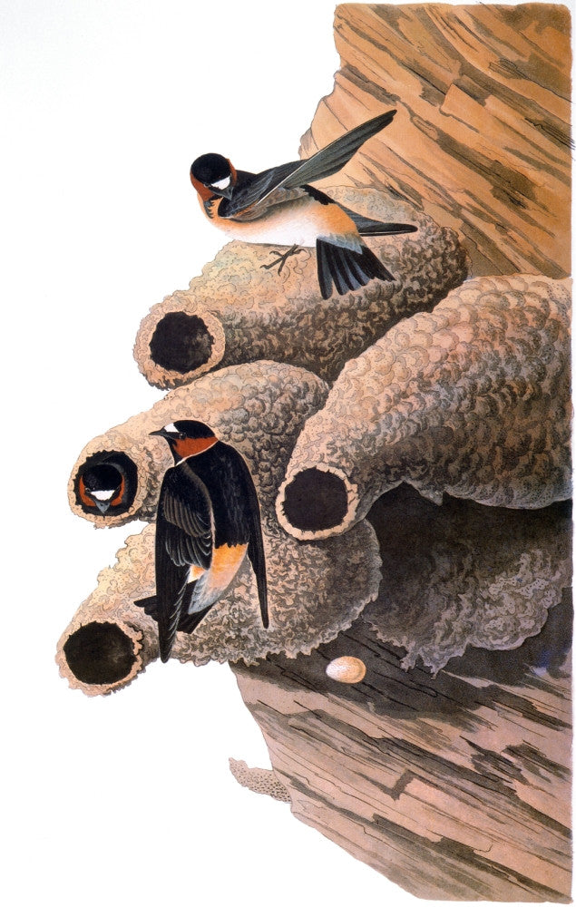 Audubon: Cliff Swallow Fine Art Print from 'The Birds of America'