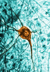 Neuron TEM Fine Art Print - Science Source