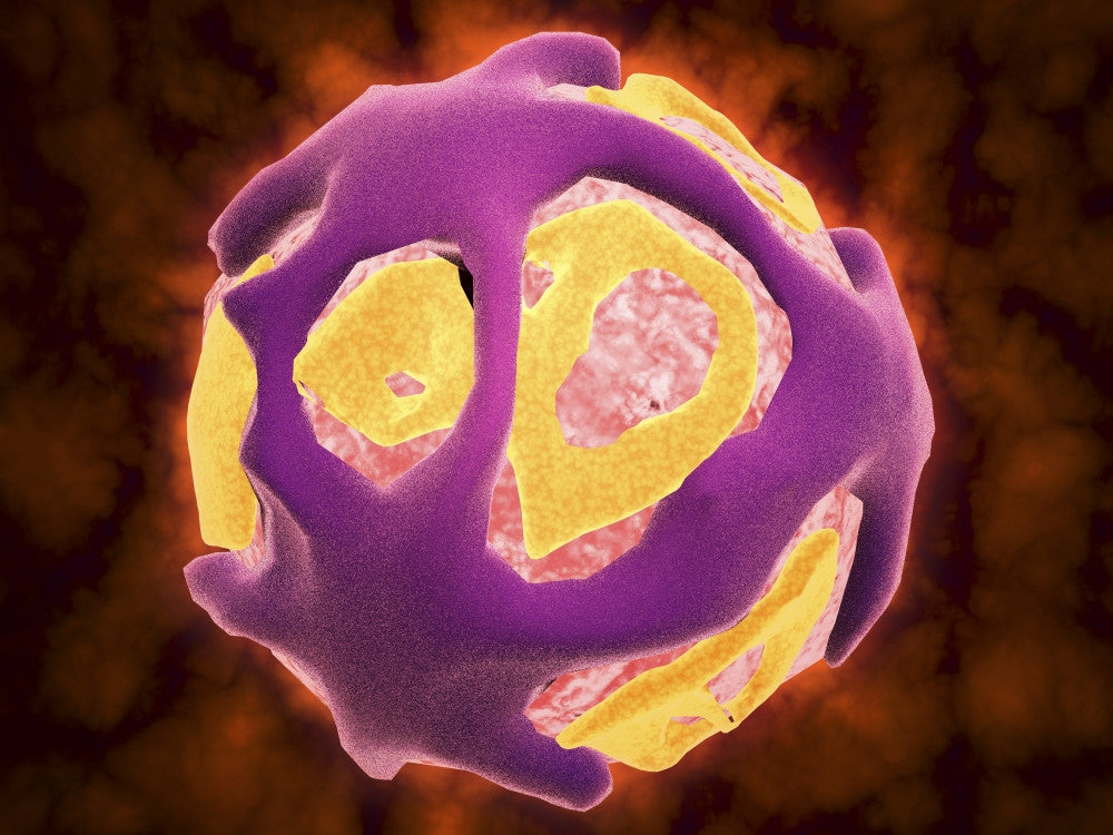 Conceptual Image of the Dengue Virus Fine Art Print