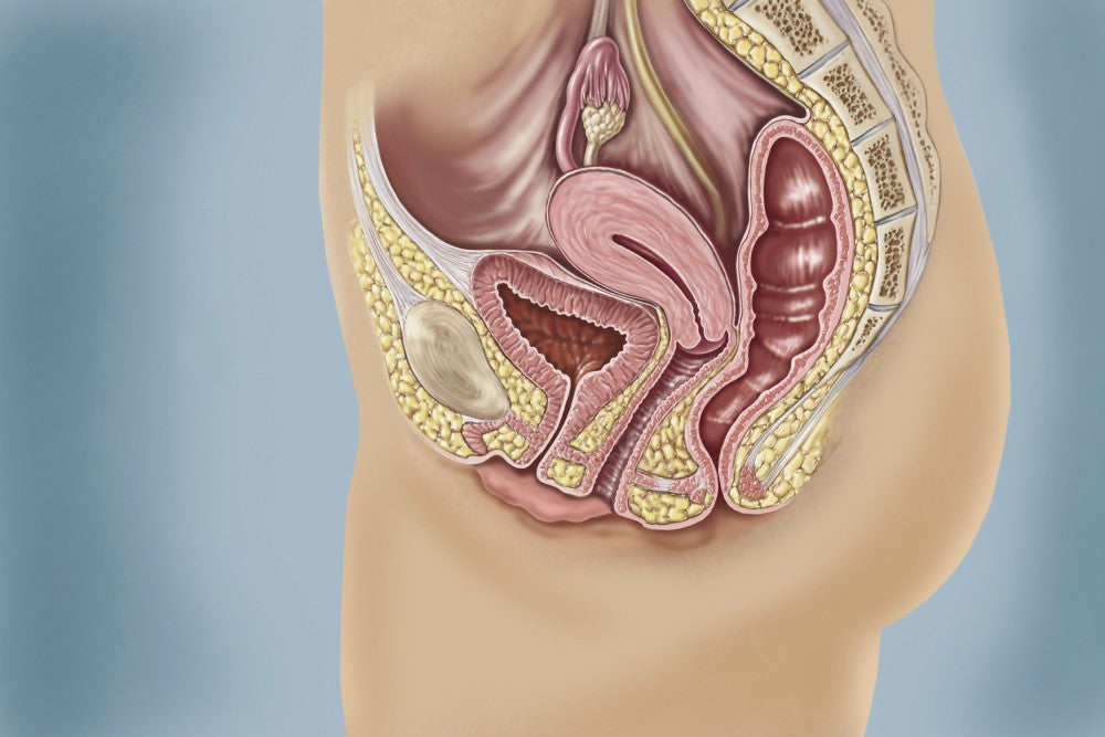 Female Reproductive Anatomy Fine Art Print by TriFocal Communications