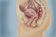 Female Reproductive Anatomy Fine Art Print by TriFocal Communications