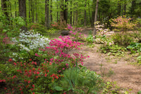 Blooming Azaleas at Azalea Path Arboretum Art Print - Fine Art Poster