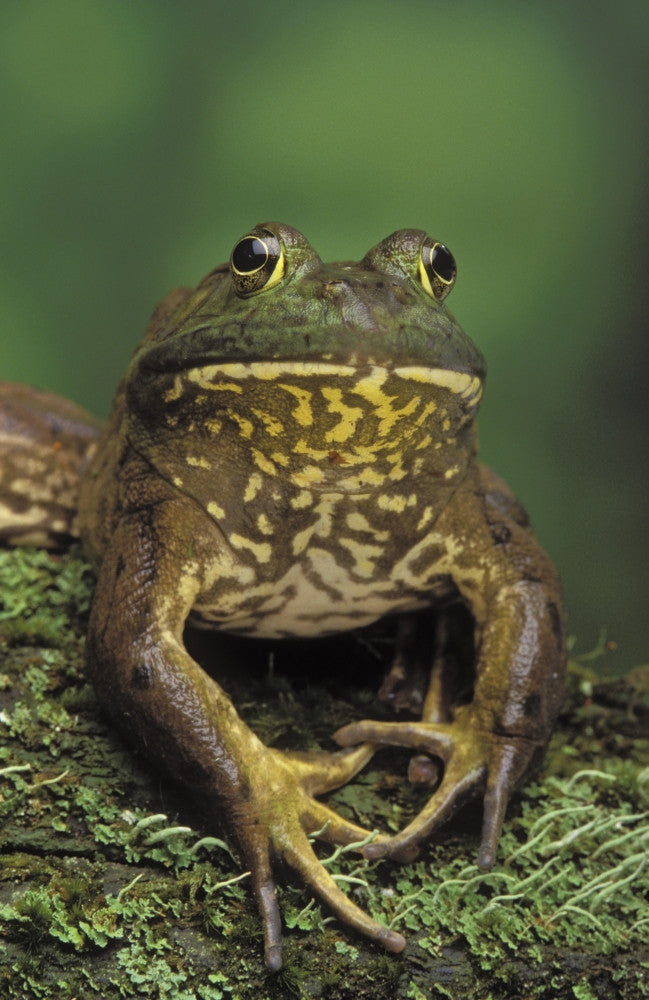 American Bullfrog Fine Art Print by Thomas Kitchin - Rana Catesbeiana