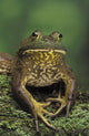 American Bullfrog Fine Art Print by Thomas Kitchin - Rana Catesbeiana