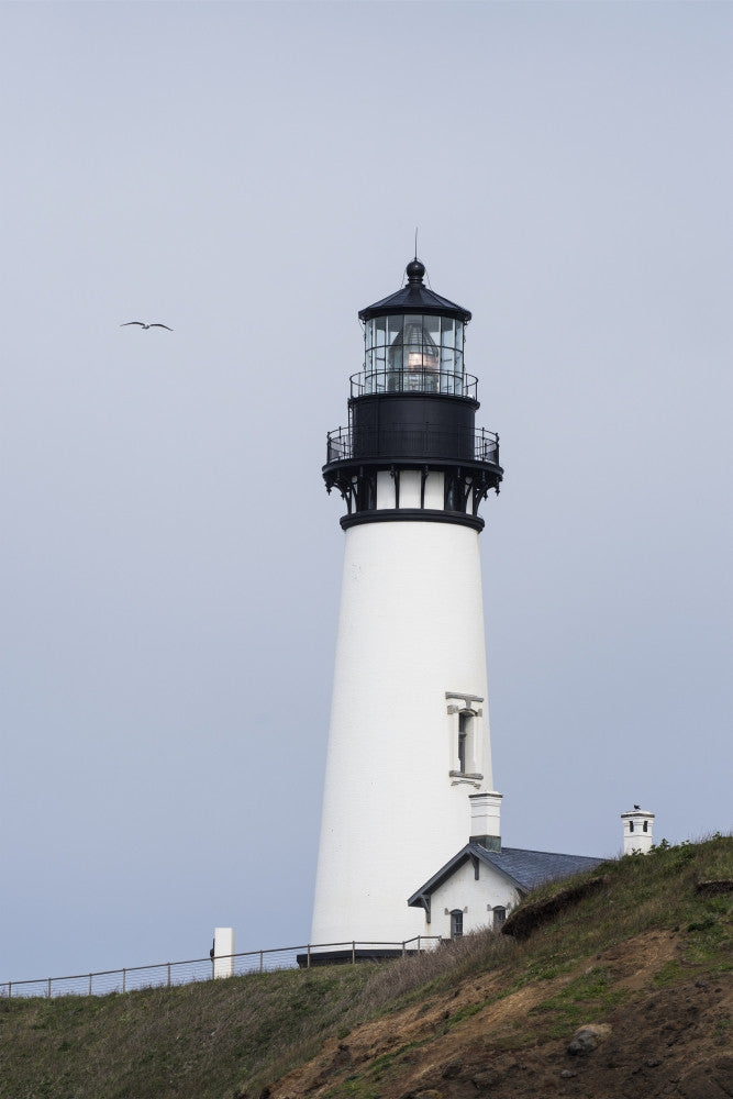 A Gull Soars by the Yaquina Head Lighthouse Poster Print by Robert L. Potts