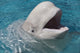 Beluga Whale in Captivity Fine Art Print - Marineland, Canada