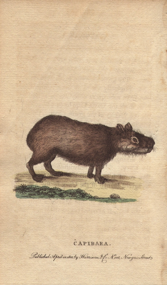 Capybara Hydrochoerus Hydrochaeris Fine Art Print by Florilegius