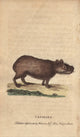 Capybara Hydrochoerus Hydrochaeris Fine Art Print by Florilegius