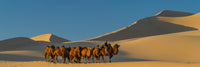 Camel Caravan in the Gobi Desert Fine Art Print