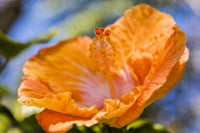 Close-Up of Orange Hibiscus Flower - Fine Art Print by Jenna Szerlag