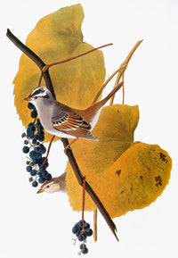 White-Crowned Sparrow Fine Art Print from Audubon's Birds of America
