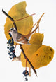 White-Crowned Sparrow Fine Art Print from Audubon's Birds of America