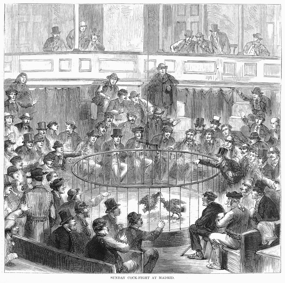Spain: Sunday Cock-Fight at Madrid 1873 Wood Engraving Print by Granger Collection
