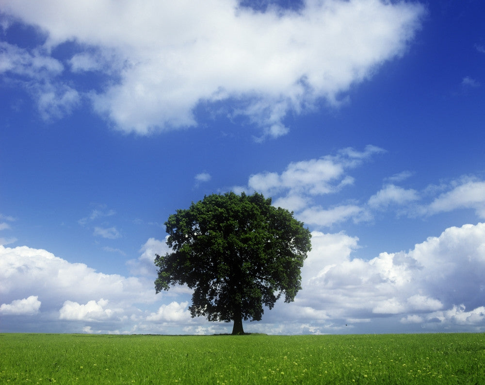 Oak Tree on a Landscape Fine Art Print - County Meath, Ireland