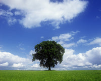 Oak Tree on a Landscape Fine Art Print - County Meath, Ireland