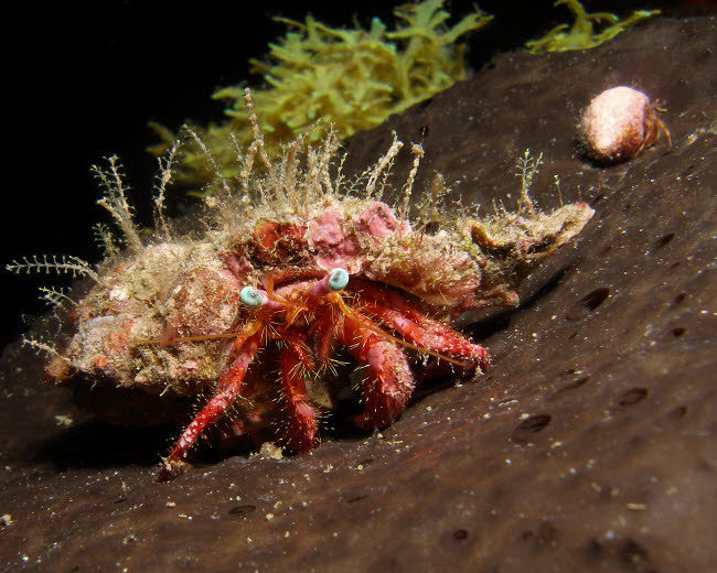Hermit Crab on Sponge in Gulf of Mexico Fine Art Print by Brent Barnes