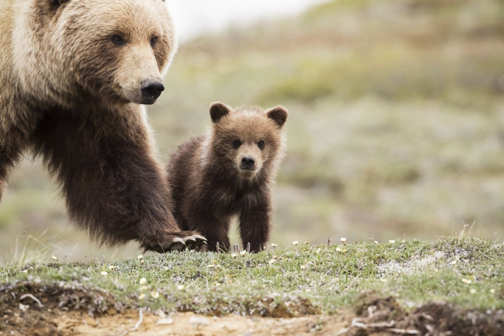 Grizzly Cub and Mother Poster Print by Doug Lindstrand - Denali National Park