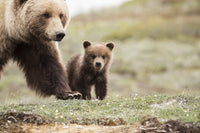 Grizzly Cub and Mother Poster Print by Doug Lindstrand - Denali National Park