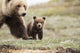 Grizzly Cub and Mother Poster Print by Doug Lindstrand - Denali National Park