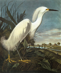 Snowy Egret Fine Art Print from Audubon's 'The Birds of America'