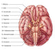Cranial Nerves Illustration Fine Art Print by Evan Oto