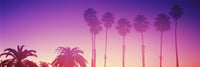 Silhouette of Palm Trees on Beach at Sunset - Fine Art Print by Panoramic Images