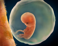 Fetus Development at 9 Weeks Medical Illustration Poster Print
