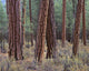 Deschutes National Forest Autumn Fine Art Print by John Barger